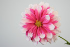 Your fertility clinic Bloom Gynecology in Midlothian in Texas