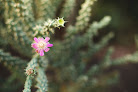 Your fertility clinic Desert Seed Fertility in Phoenix in Phoenix