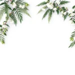 palm-beach